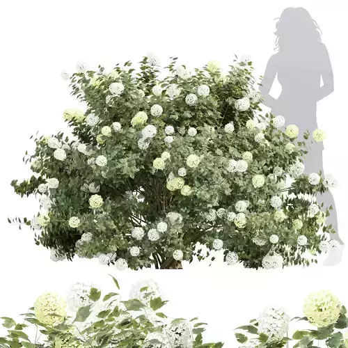 New Plant High Detail Viburnum Opulus Roseum