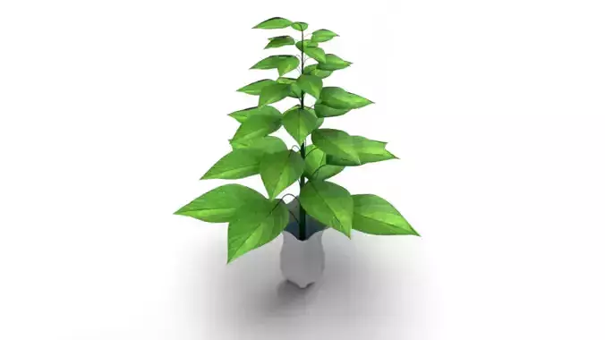 Plant with vase