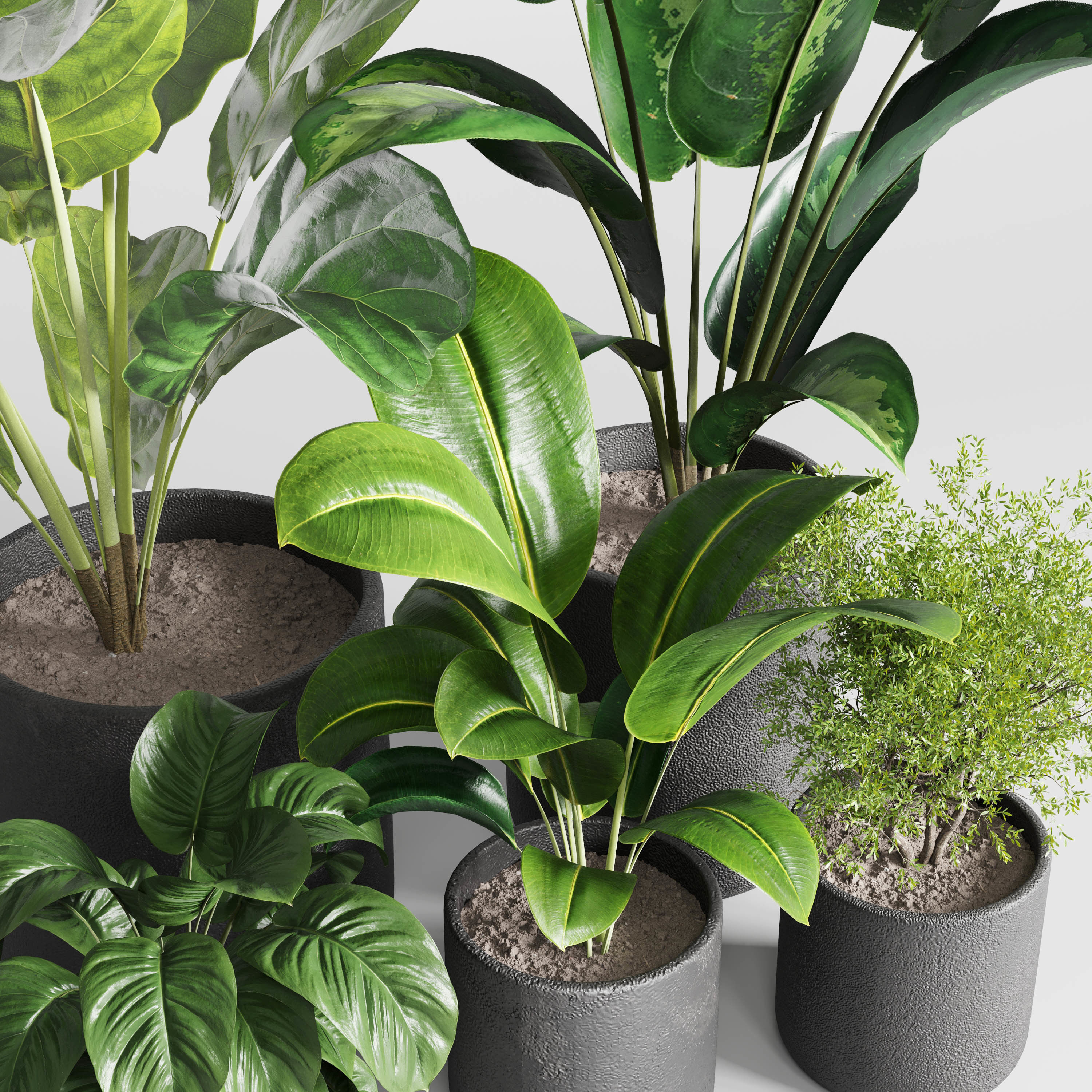 Collection indoor plant ficus rubbery ficus lyrata concrete vase 3D model_1