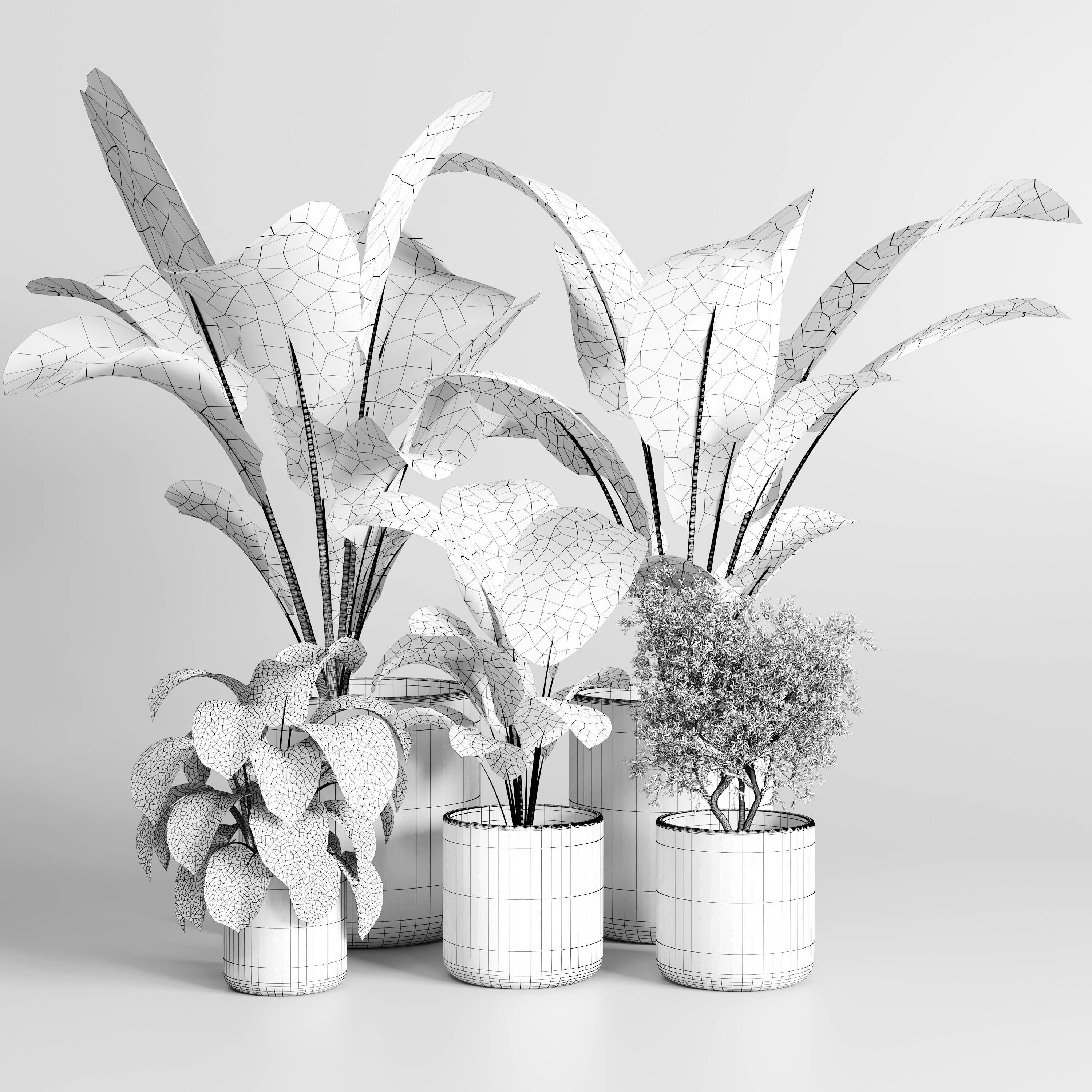 Collection indoor plant ficus rubbery ficus lyrata concrete vase 3D model_2