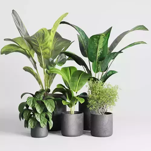 Collection indoor plant ficus rubbery ficus lyrata concrete vase 3D model