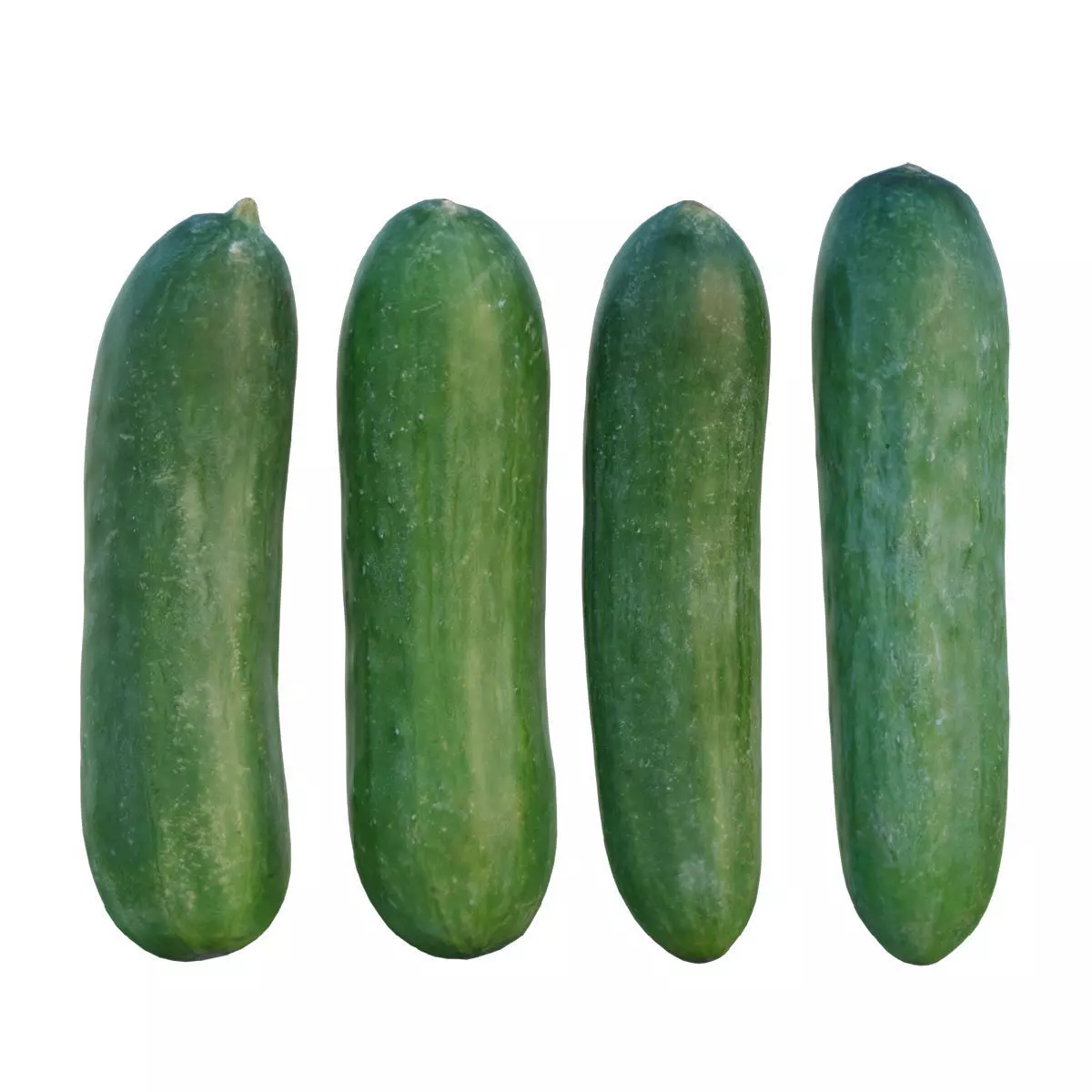 baby cucumber 3D model_0