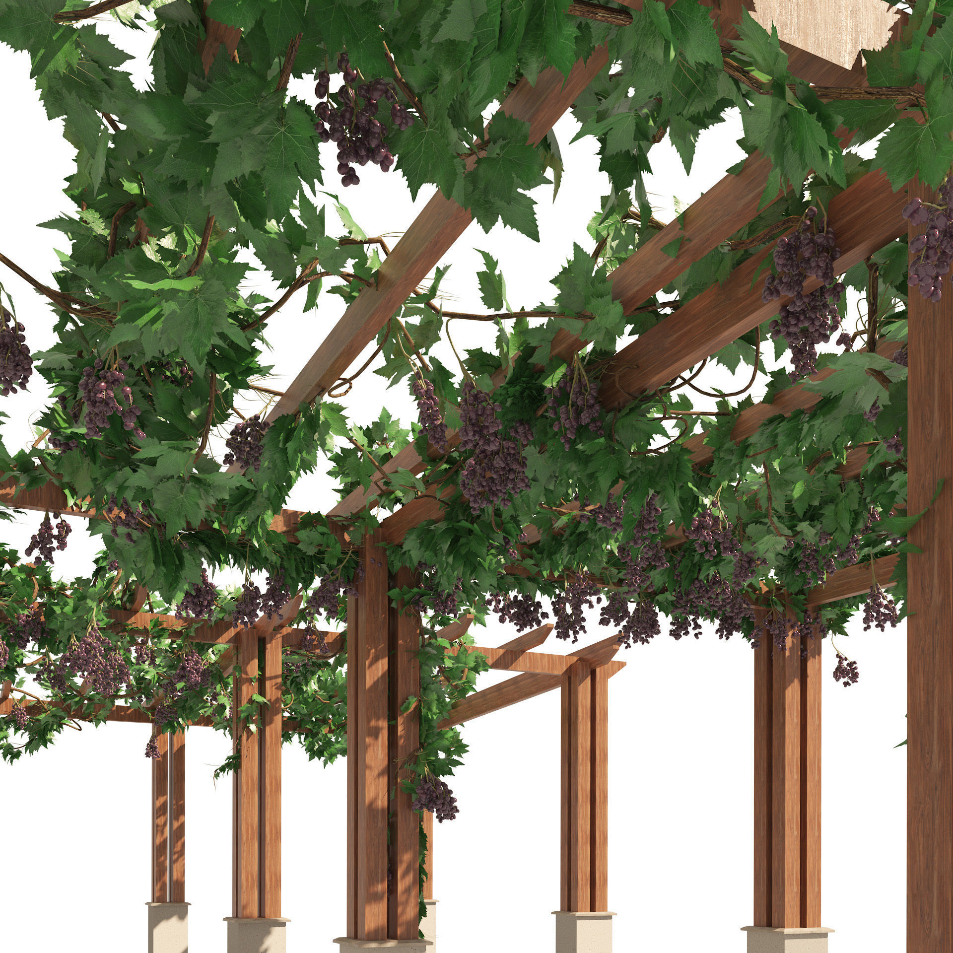 2 Grape Vine Pergola 3D model_2