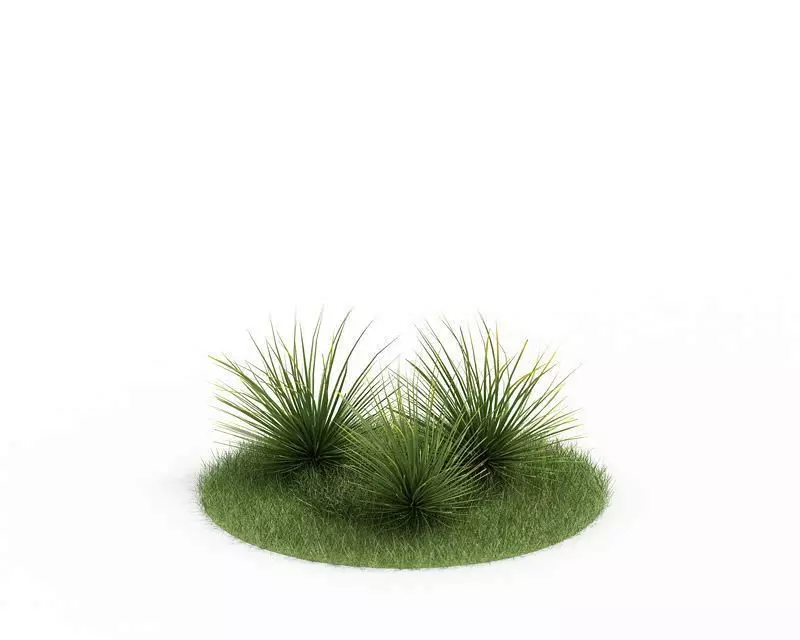 Green Agave Stricta Bush 3D model