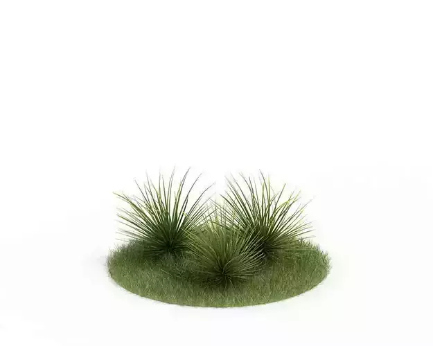 Green Agave Stricta Bush