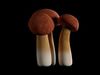 Mushroom Pack 3D model_1
