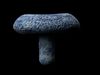 Mushroom Pack 3D model_2