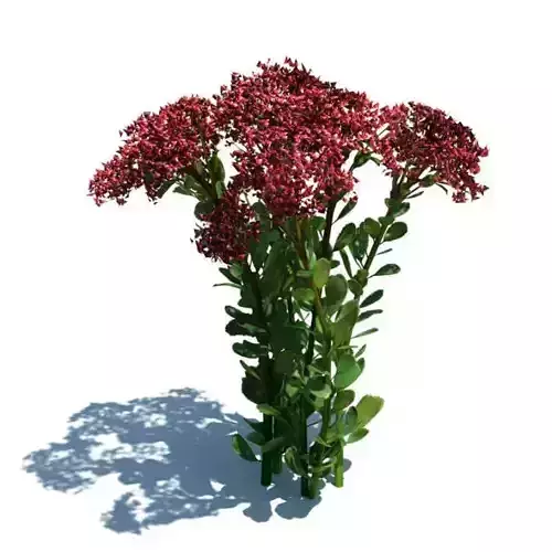 Green Hylotelephium Spectabile Plant