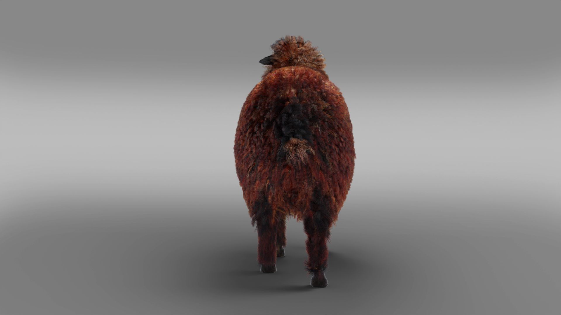 Fur Black Sheep Rigged in Blender Low-poly 3D model_8