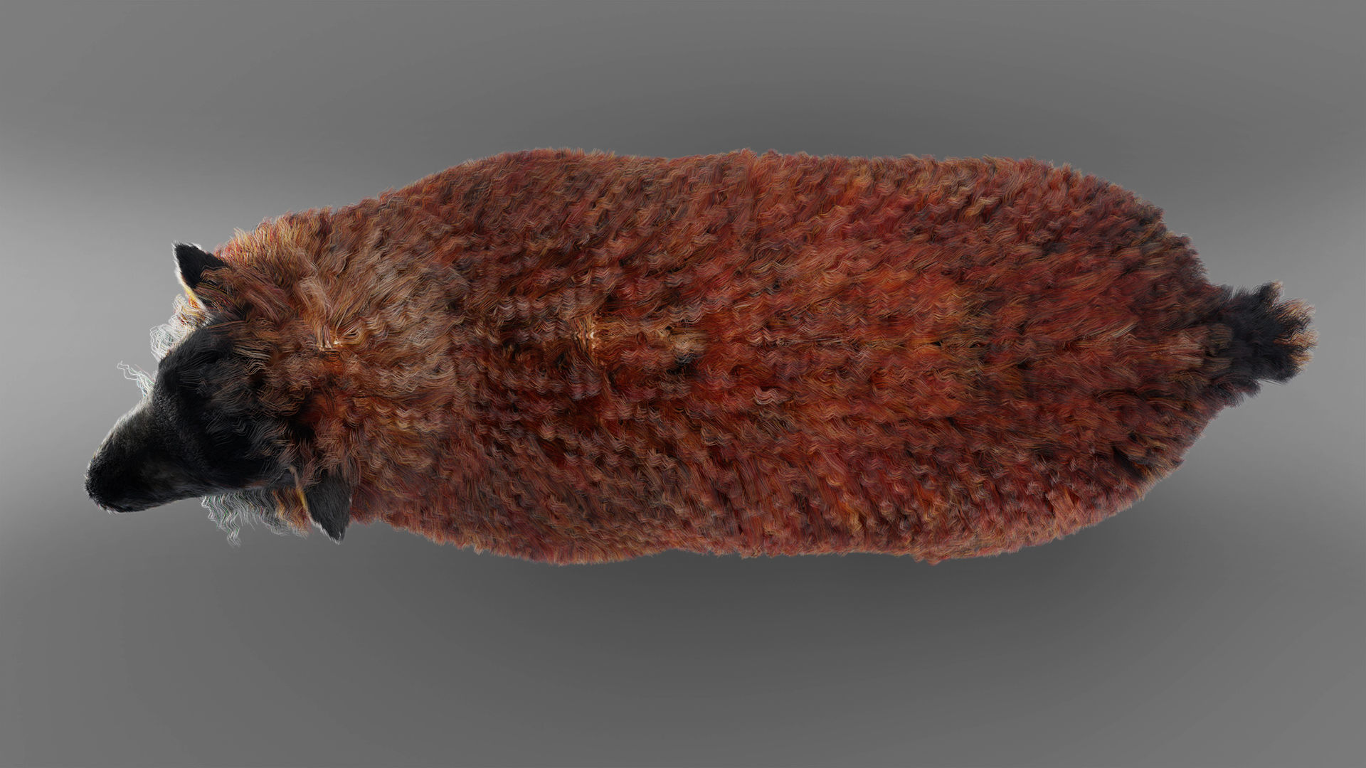 Fur Black Sheep Rigged in Blender Low-poly 3D model_6