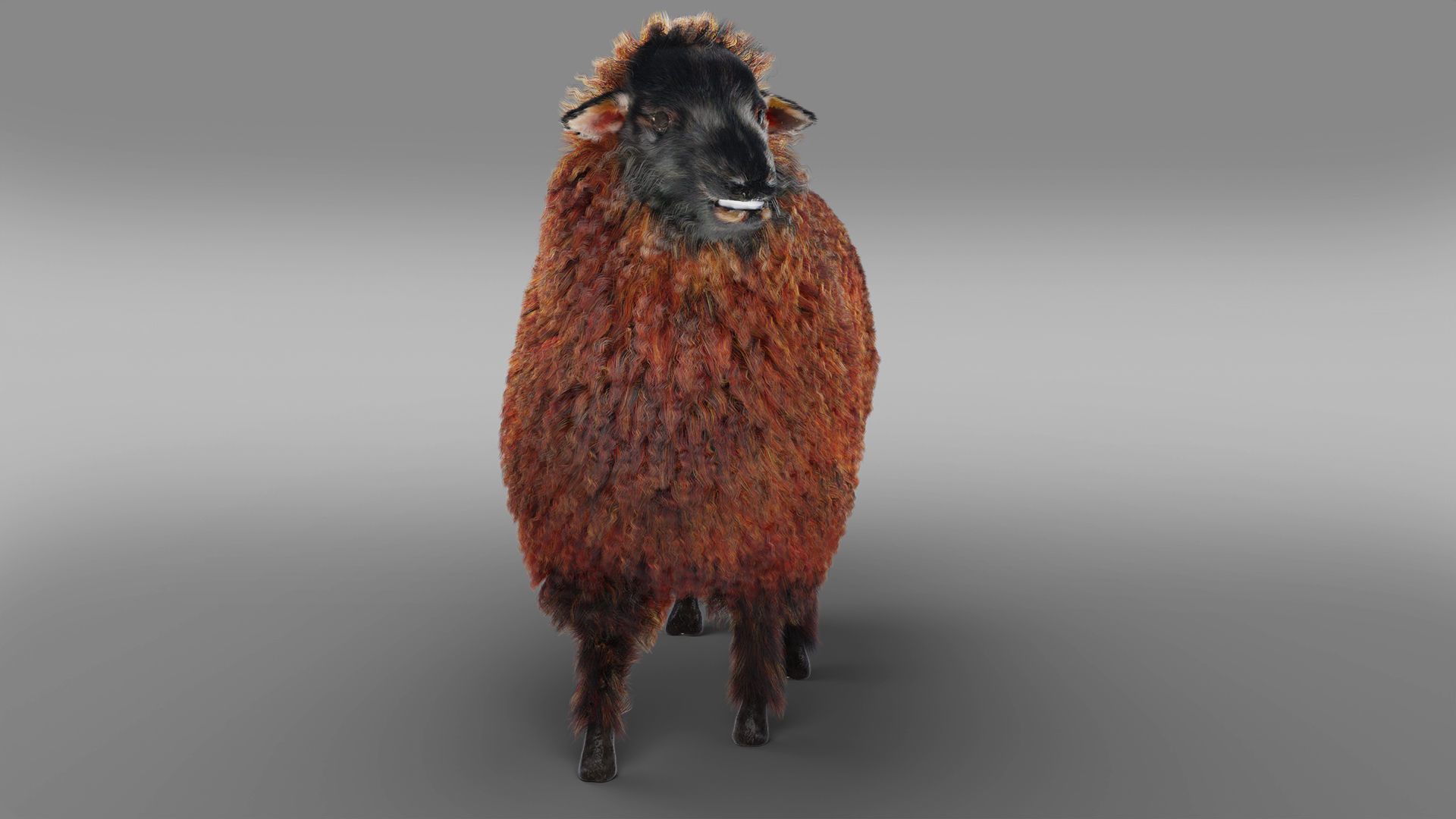 Fur Black Sheep Rigged in Blender Low-poly 3D model_5