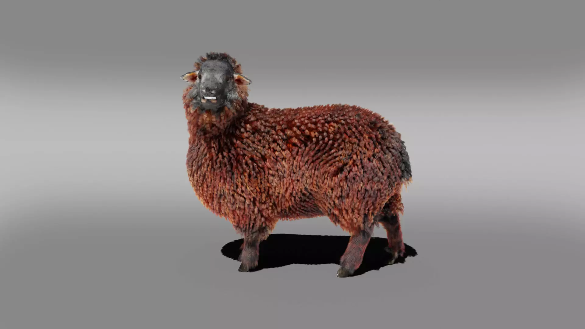 Fur Black Sheep Rigged in Blender Low-poly 3D model_0