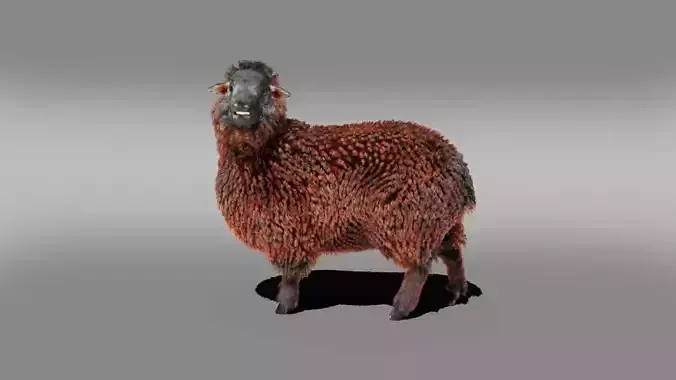 Fur Black Sheep Rigged in Blender