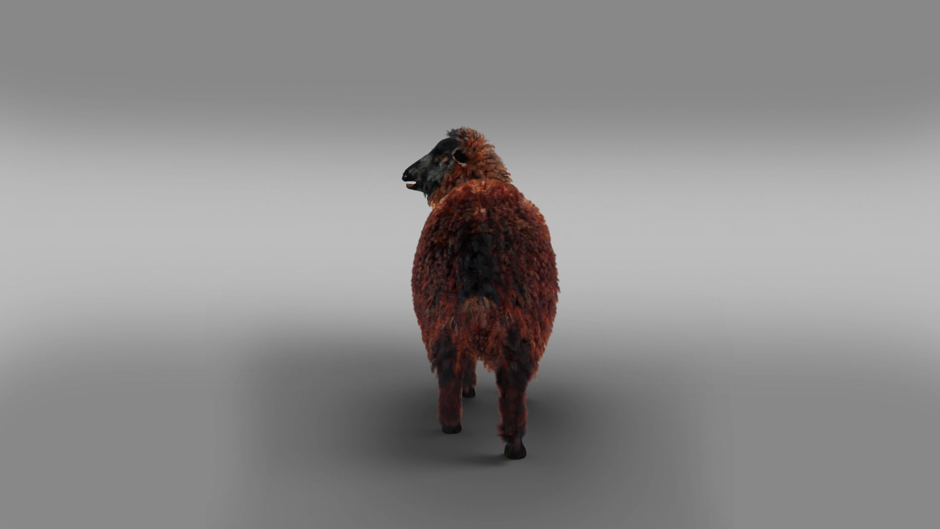Fur Black Sheep Rigged in Blender Low-poly 3D model_4