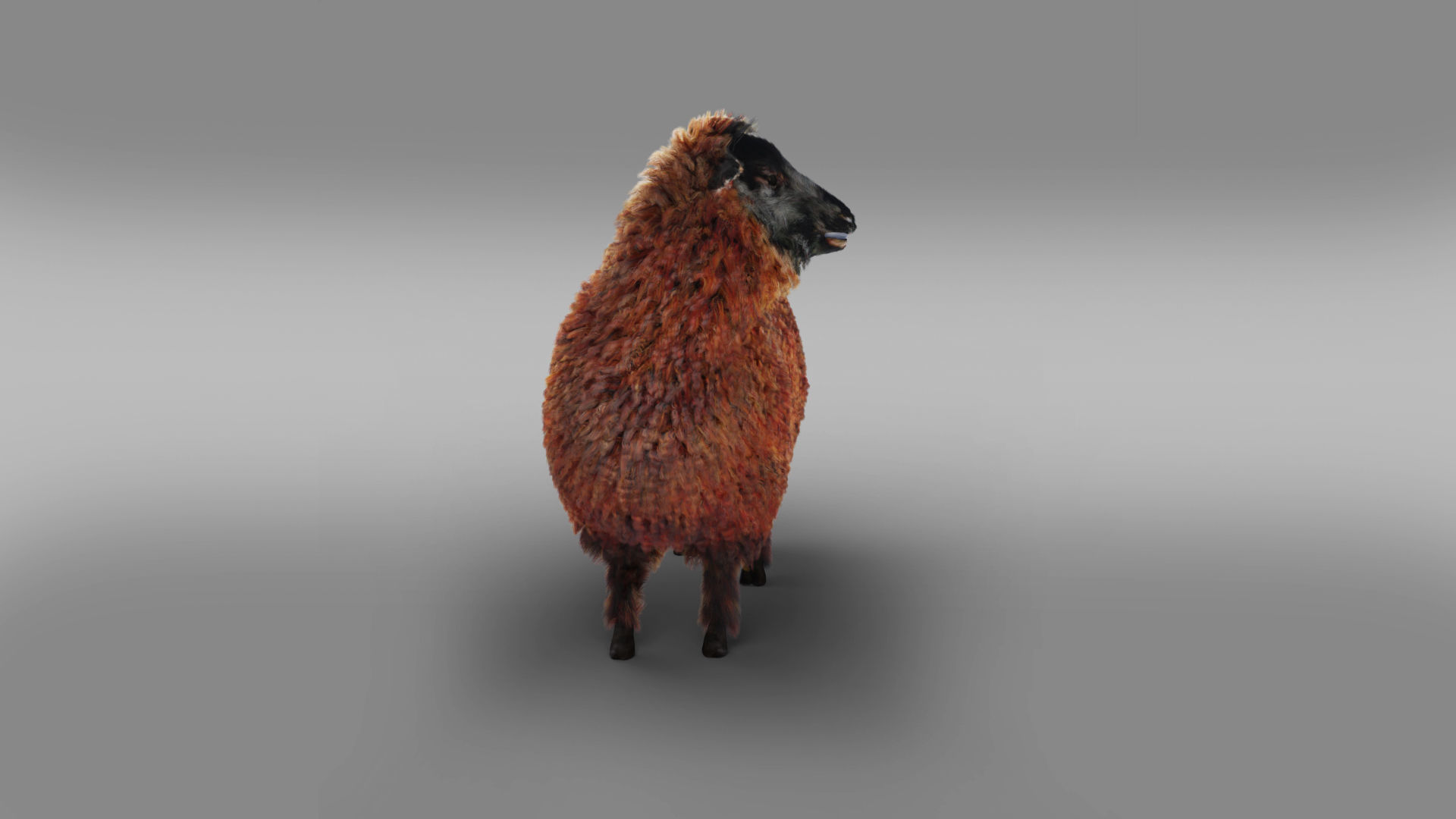 Fur Black Sheep Rigged in Blender Low-poly 3D model_2