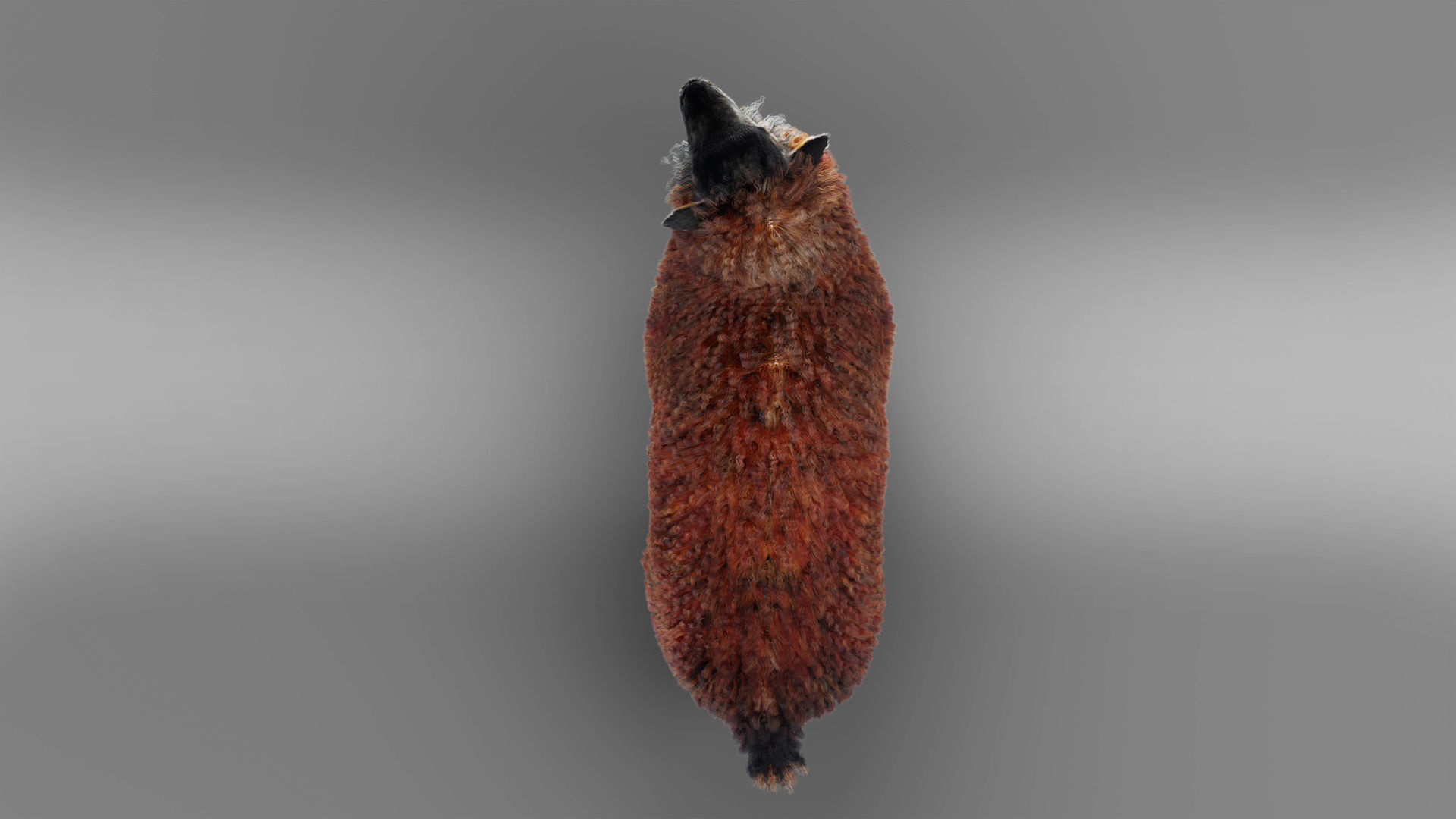 Fur Black Sheep Rigged in Blender Low-poly 3D model_7