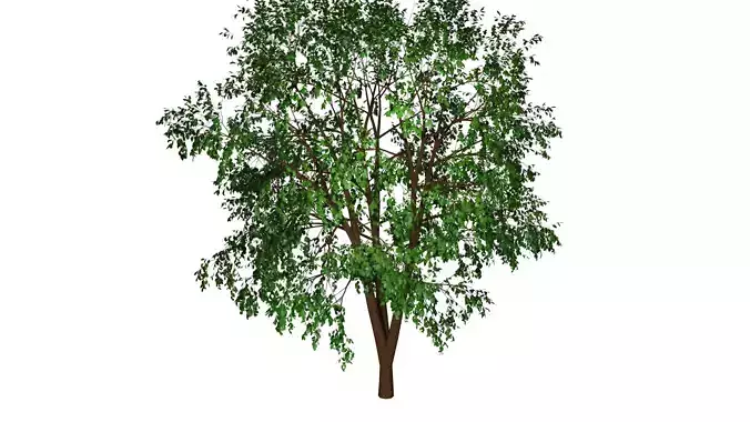 Spring or Summer Tree PBR low-poly game ready 