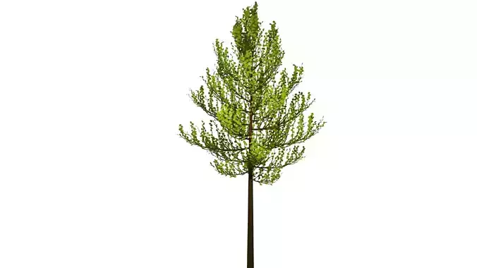 Spring or Summer Tree PBR low-poly game ready  Low-poly 3D model