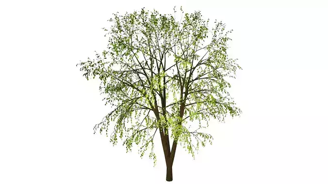 Spring or Summer Tree PBR low-poly game ready