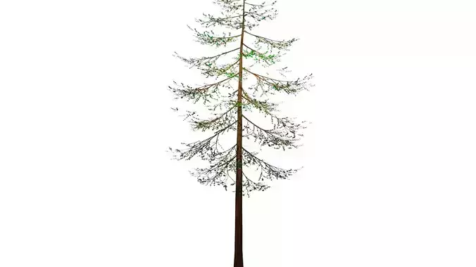 Spring or Summer  or pine Tree PBR low-poly game ready