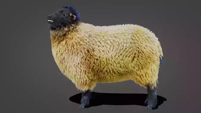 Fur Sheep Rigged in Blender  Low-poly 3D model