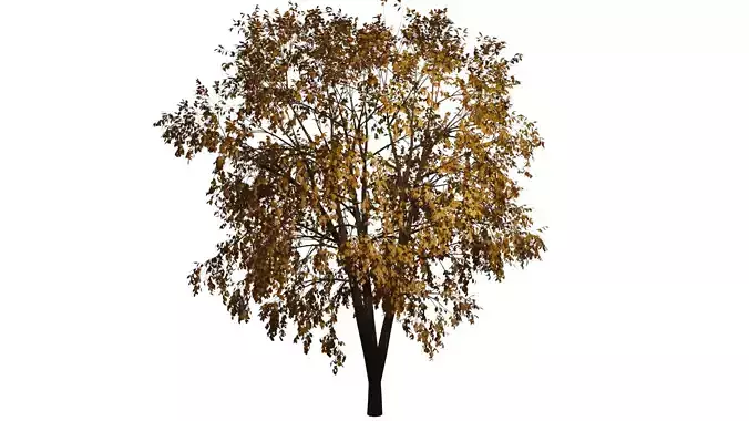 Autumn Tree PBR low-poly game ready tree