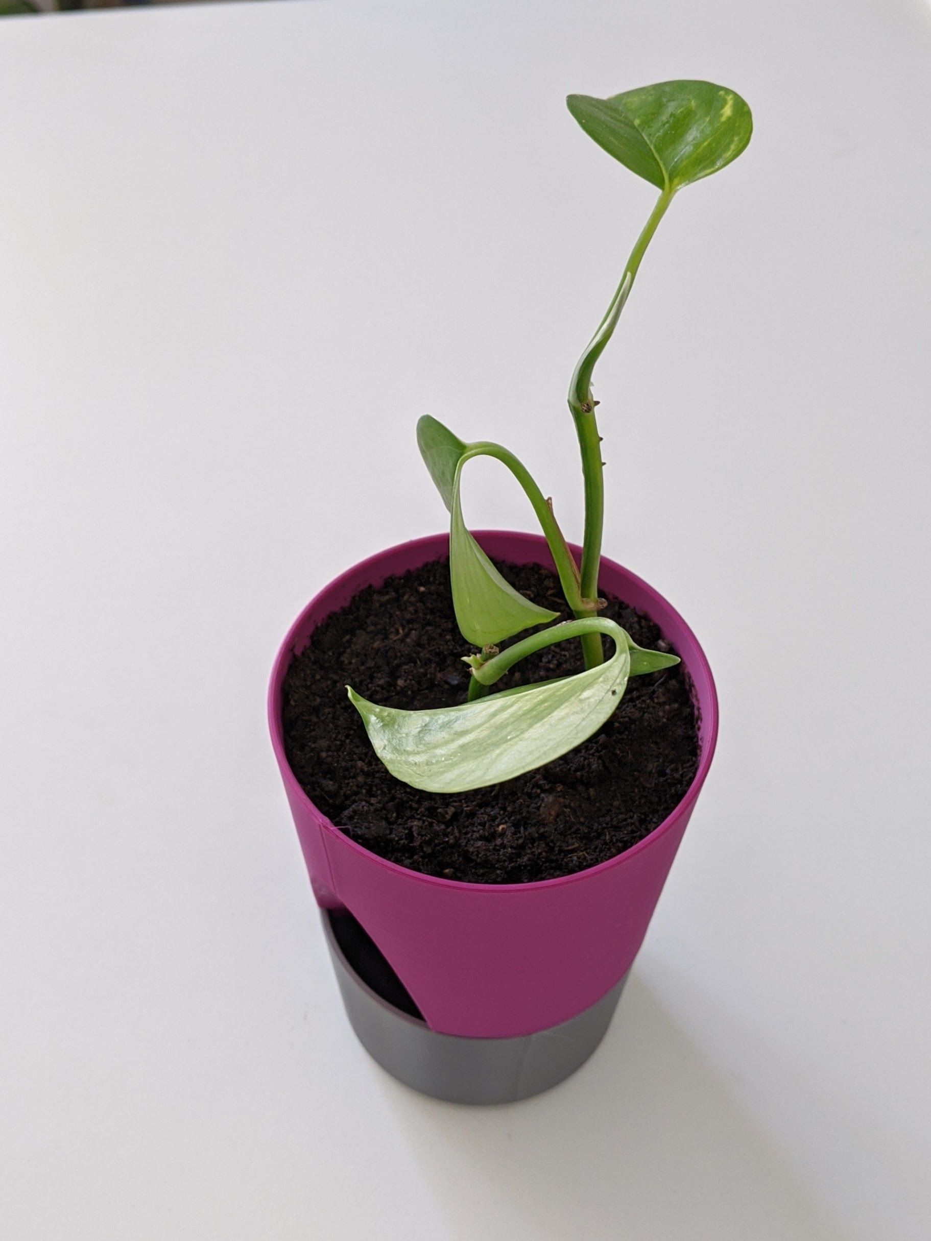 PLANTER 01 3D print model_5