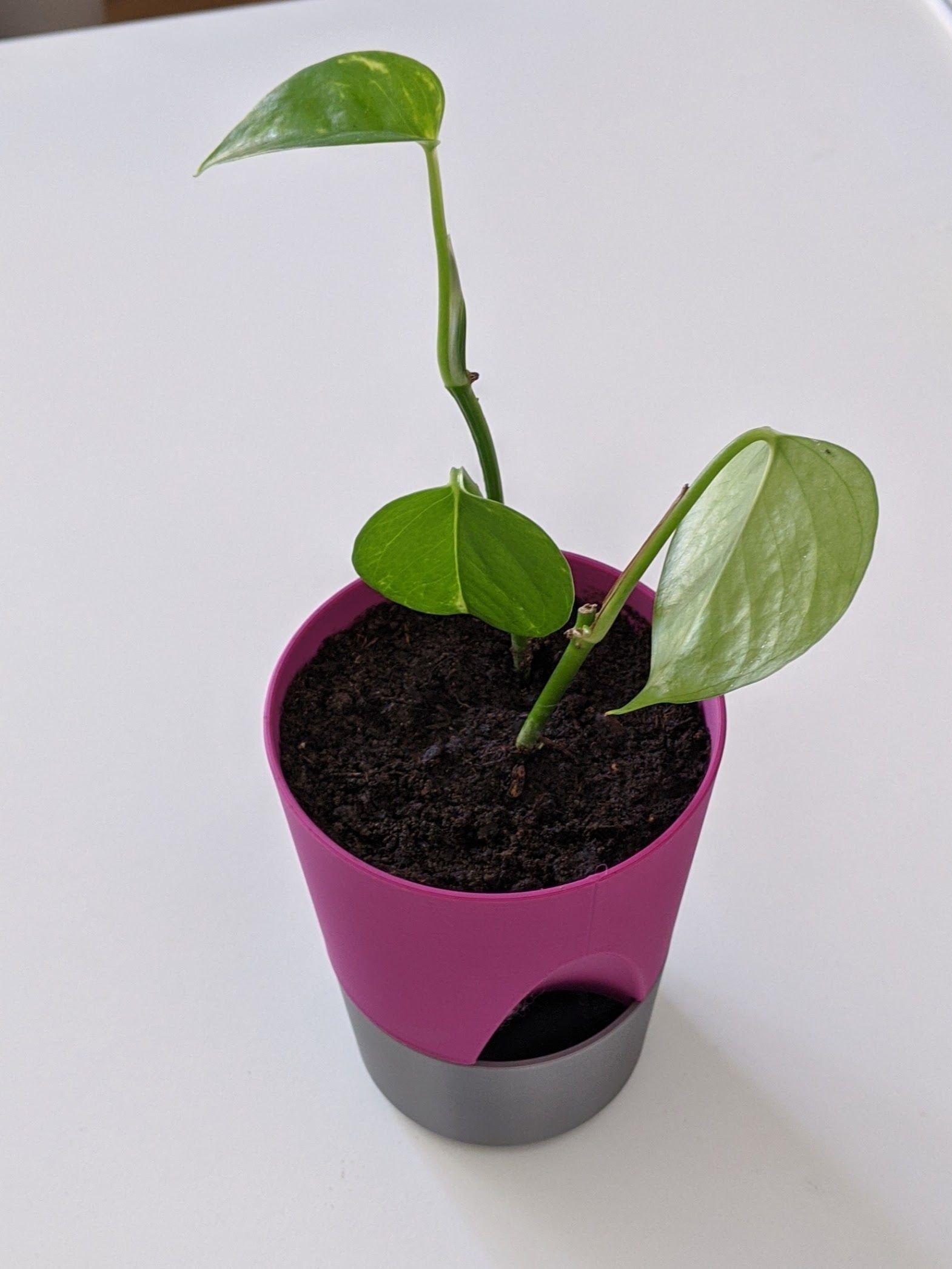 PLANTER 01 3D print model_6