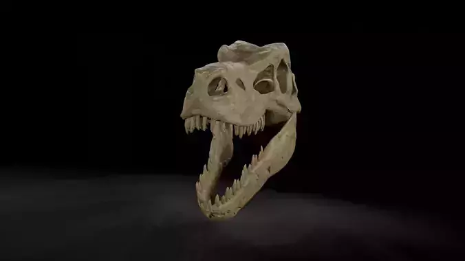 Trex  low poly game ready  Skull Low-poly 3D model