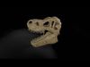 Trex  low poly game ready  Skull Low-poly 3D model_1
