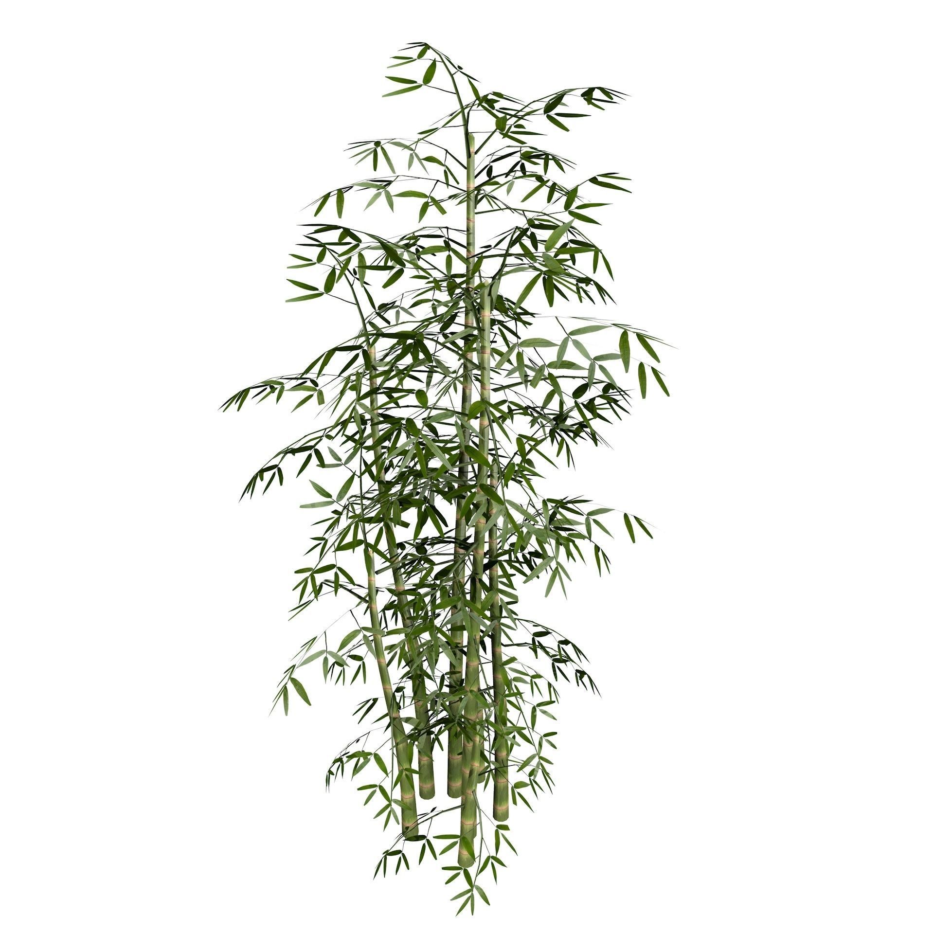 Bamboo Thicket Plant Tree Low Poly Low-poly 3D model_6