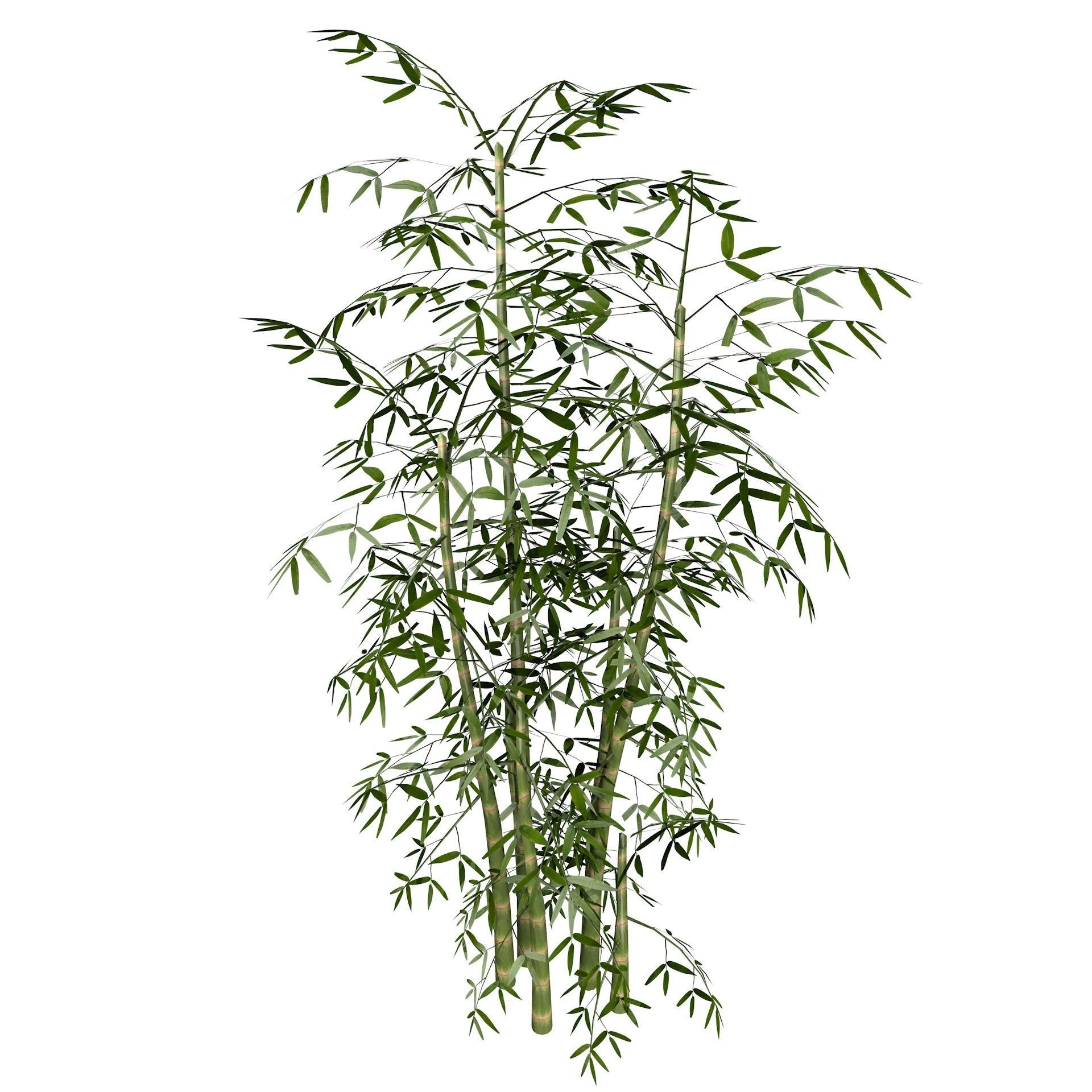 Bamboo Thicket Plant Tree Low Poly Low-poly 3D model_5