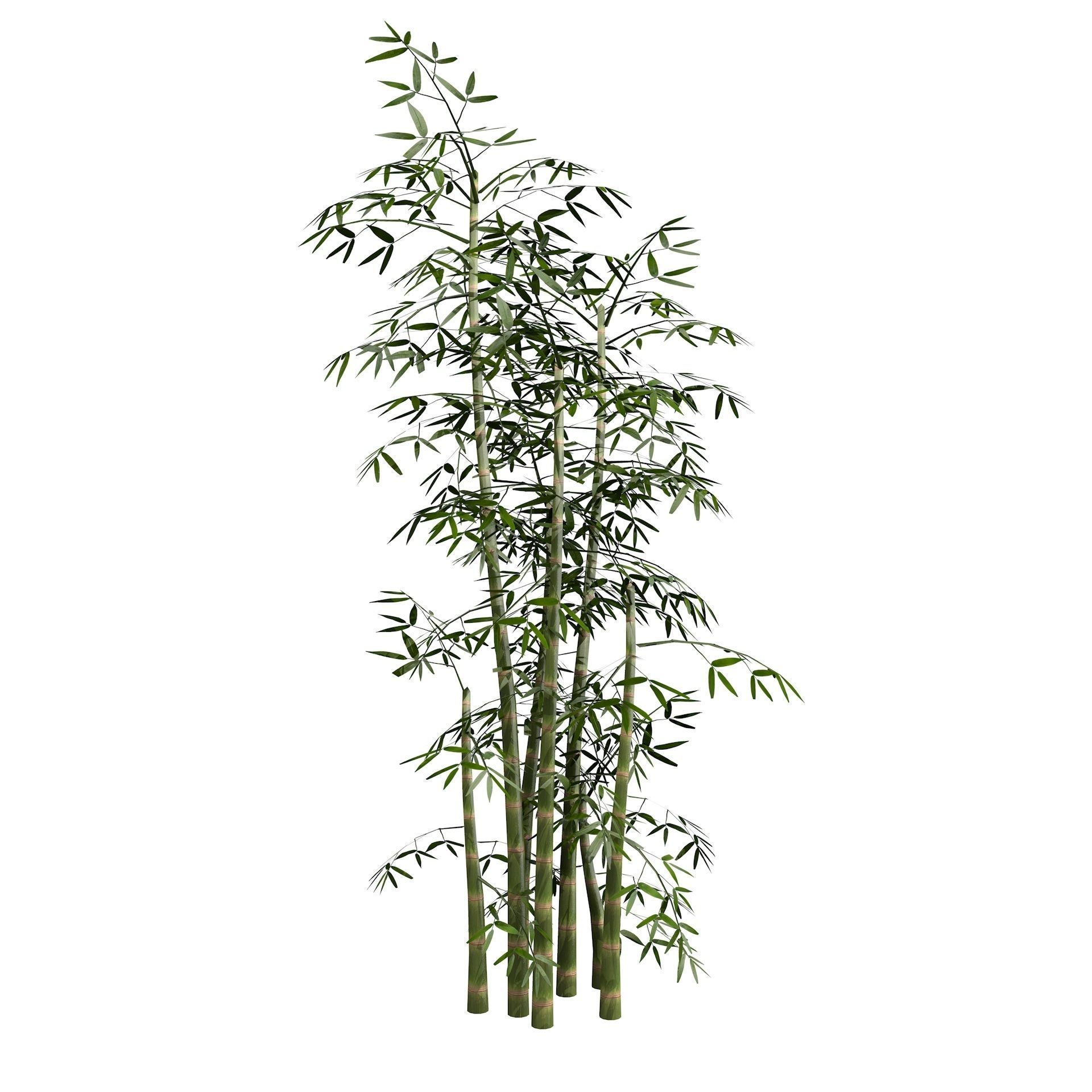 Bamboo Thicket Plant Tree Low Poly Low-poly 3D model_8