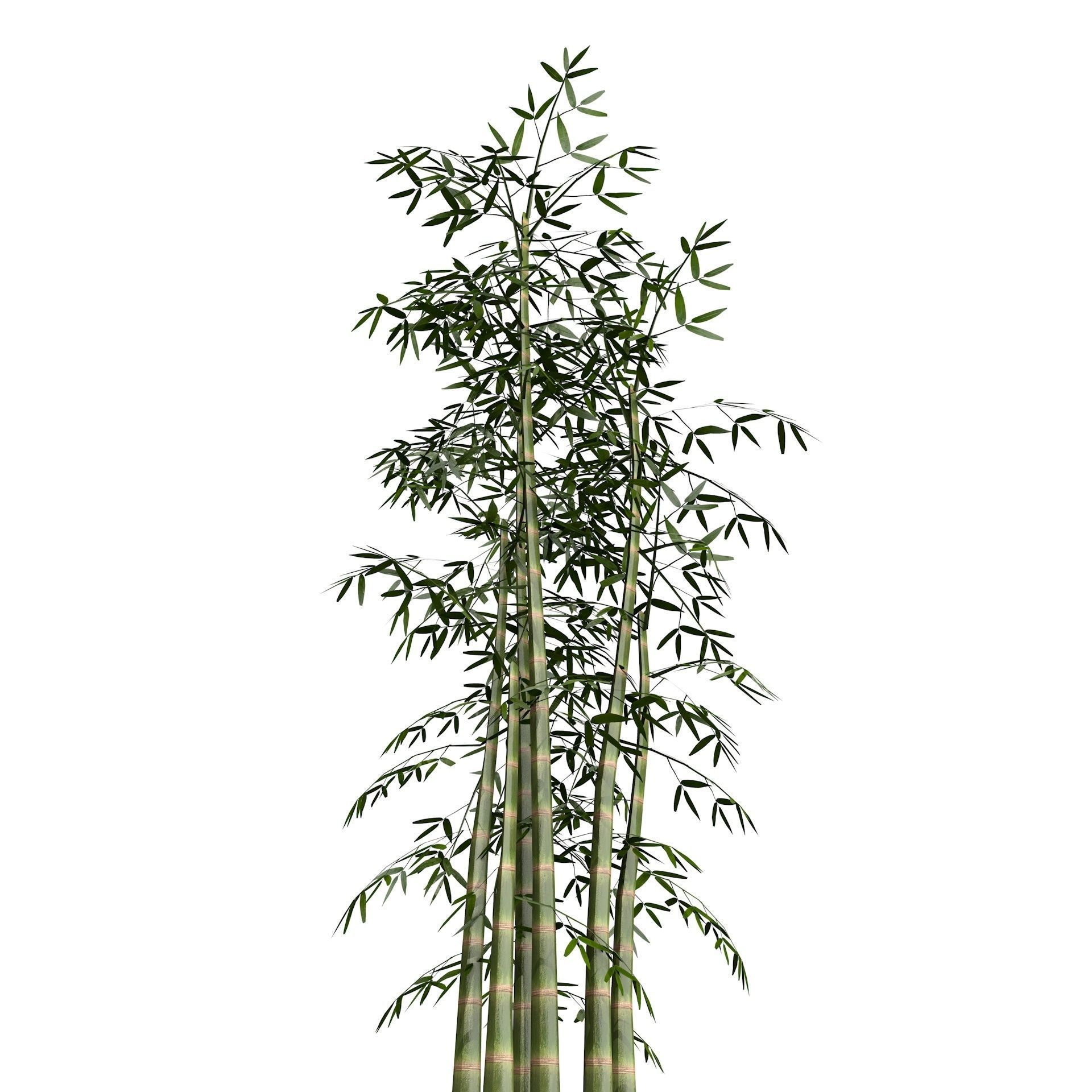 Bamboo Thicket Plant Tree Low Poly Low-poly 3D model_3