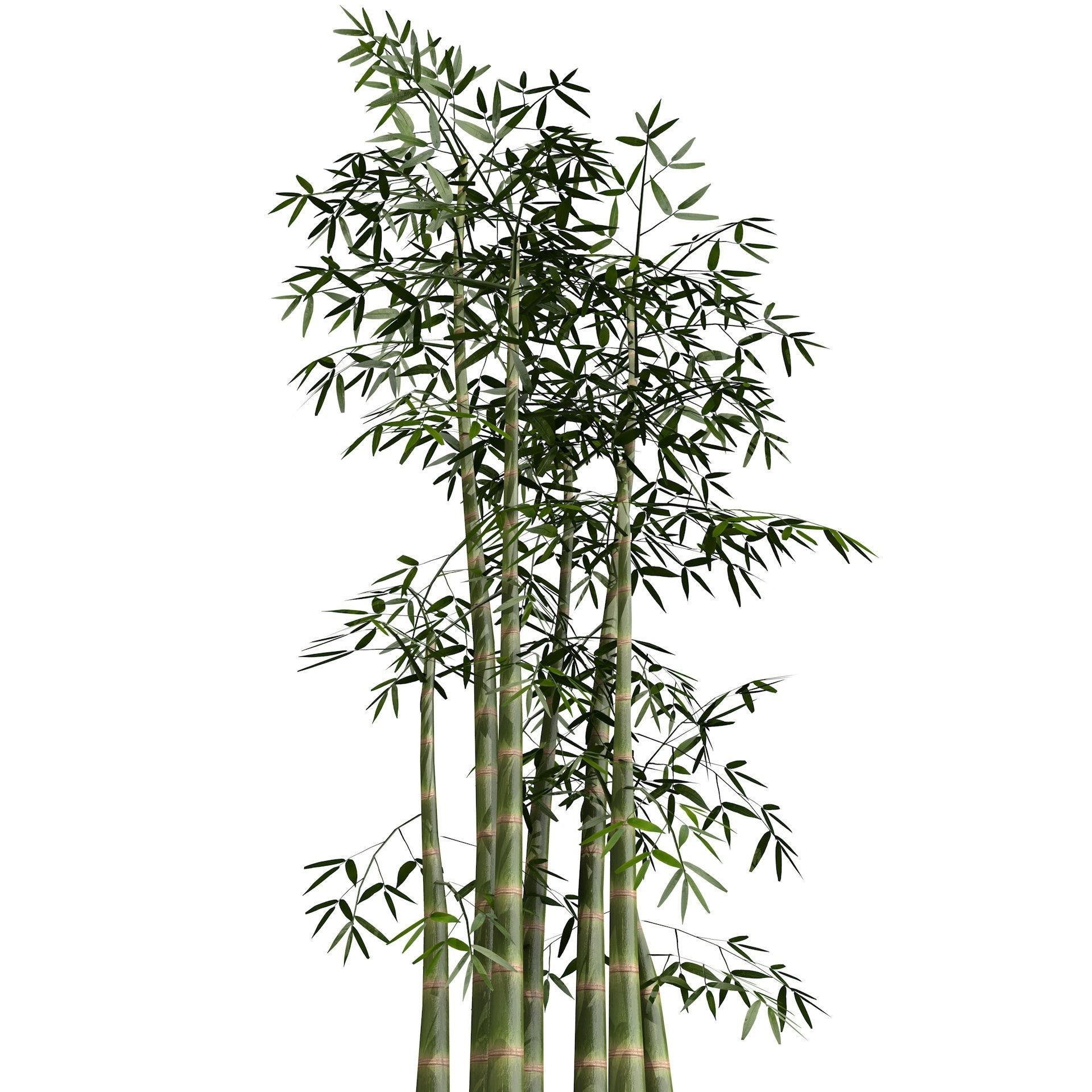 Bamboo Thicket Plant Tree Low Poly Low-poly 3D model_9