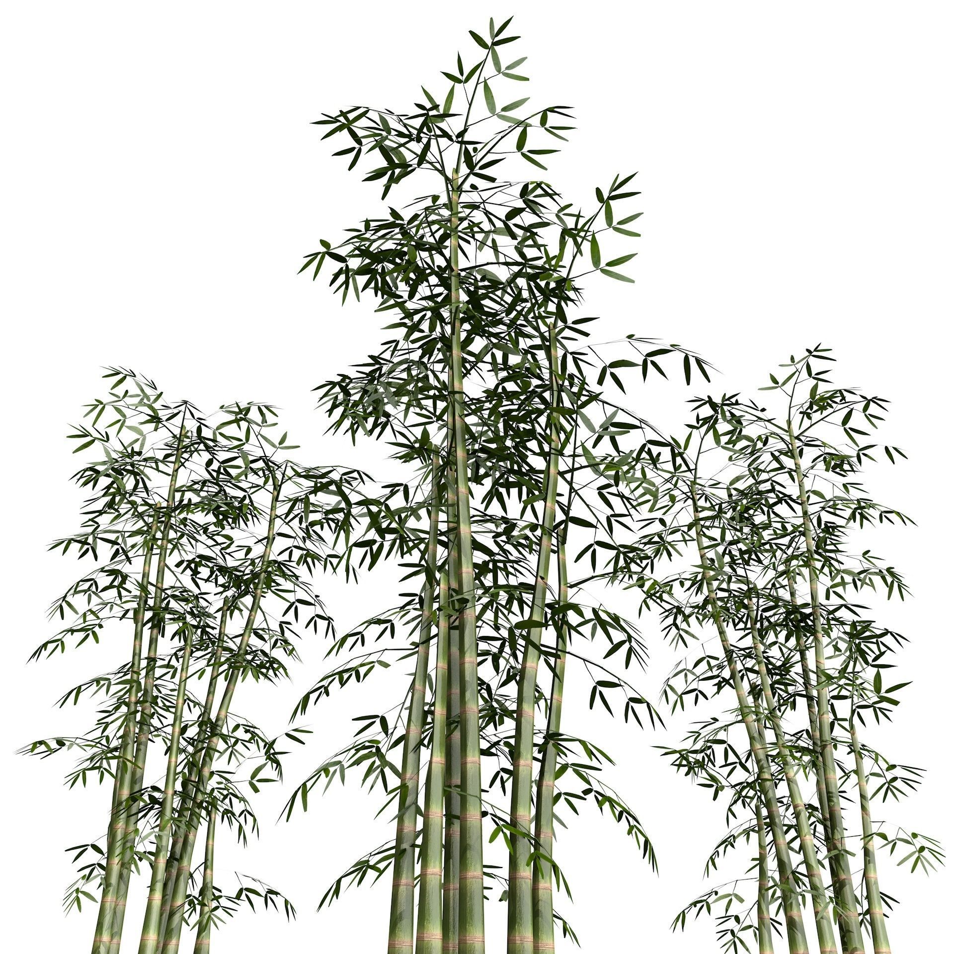 Bamboo Thicket Plant Tree Low Poly Low-poly 3D model_4