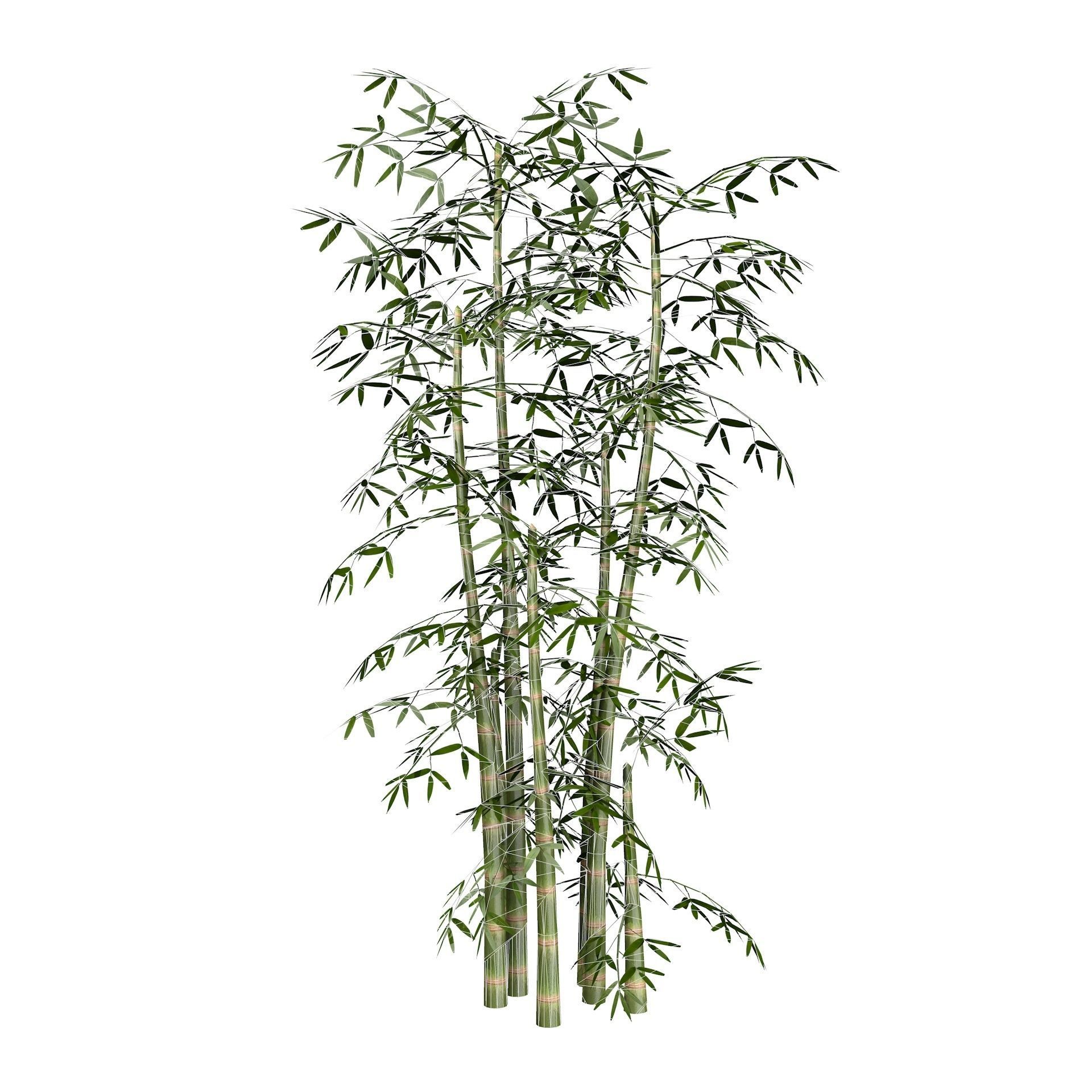 Bamboo Thicket Plant Tree Low Poly Low-poly 3D model_10