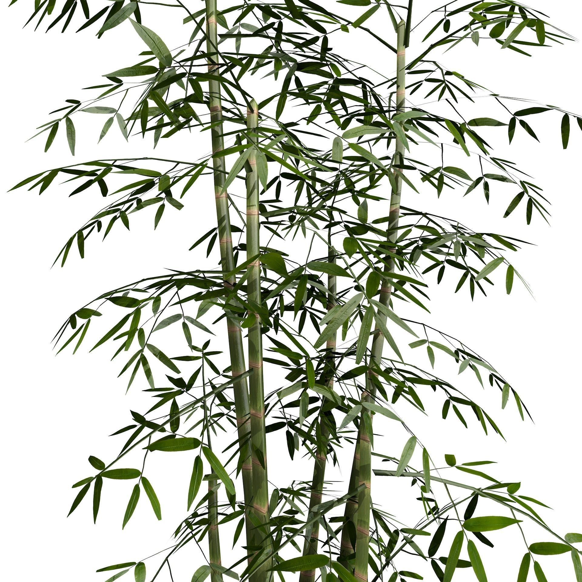 Bamboo Thicket Plant Tree Low Poly Low-poly 3D model_2