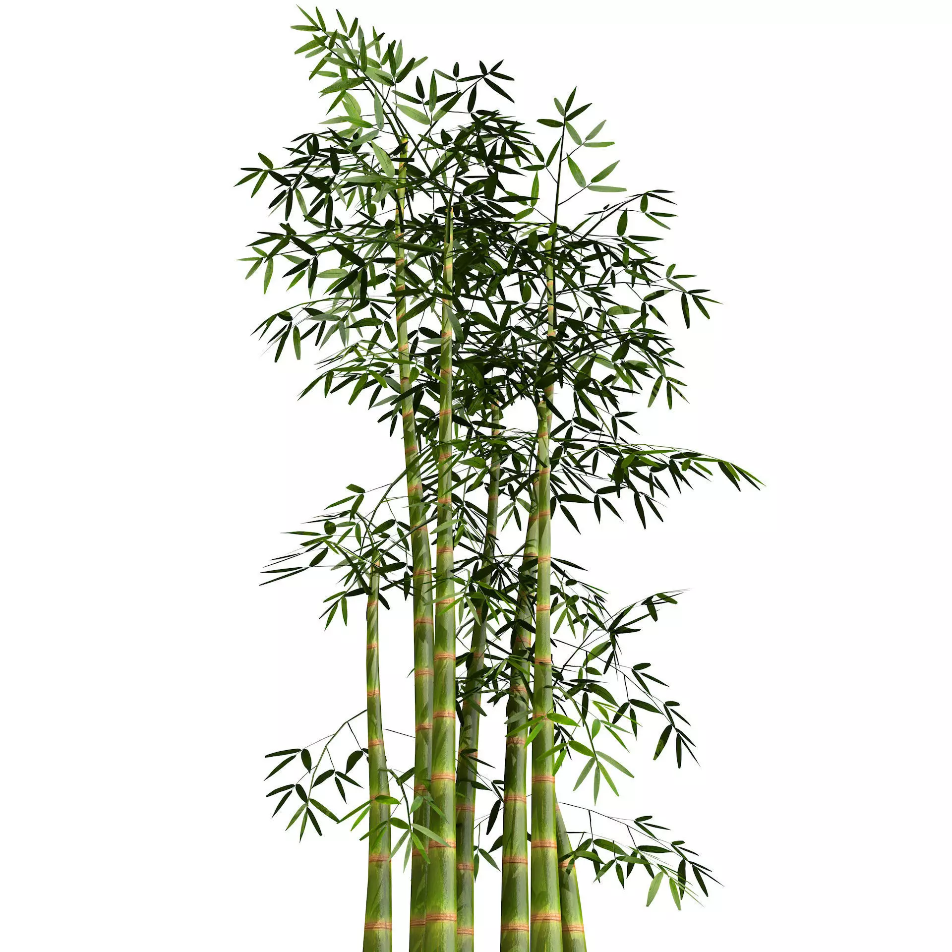 Bamboo Thicket Plant Tree Low Poly Low-poly 3D model_0