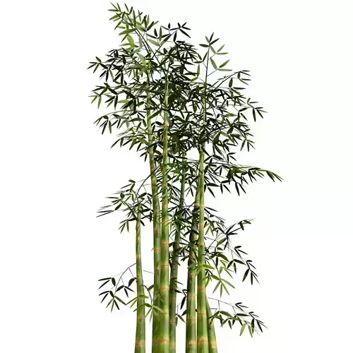 Bamboo Thicket Plant Tree Low Poly Low-poly 3D model