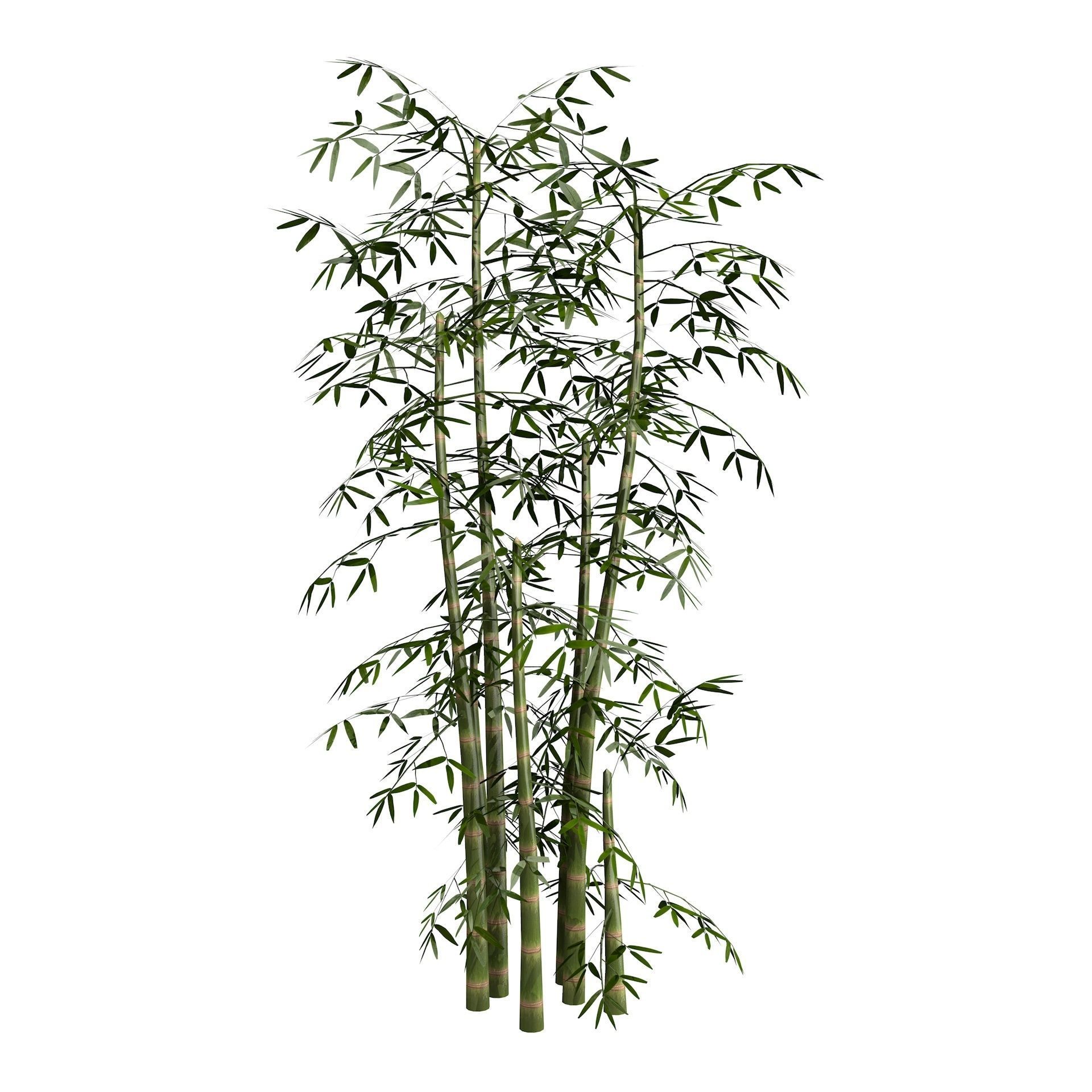 Bamboo Thicket Plant Tree Low Poly Low-poly 3D model_7
