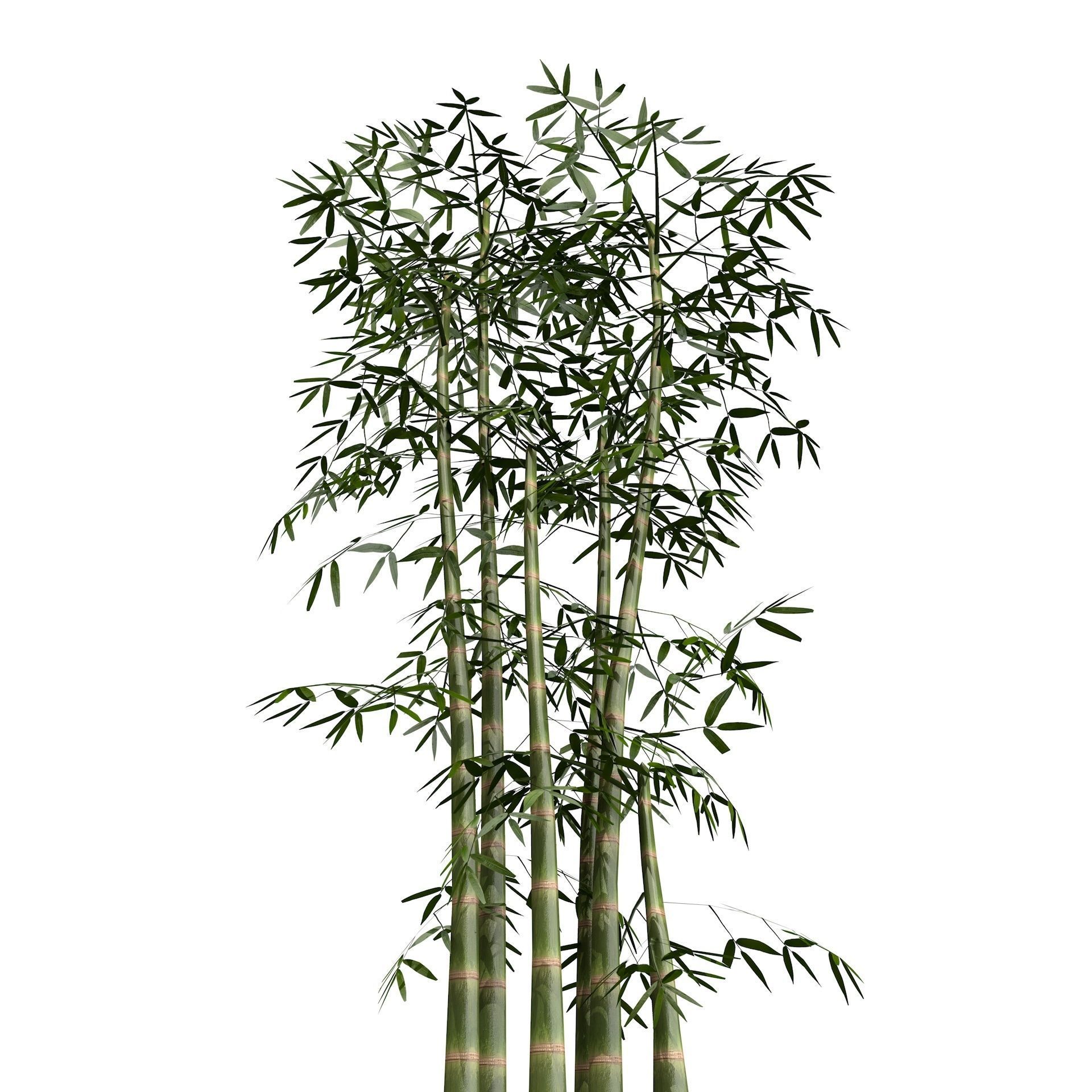 Bamboo Thicket Plant Tree Low Poly Low-poly 3D model_1