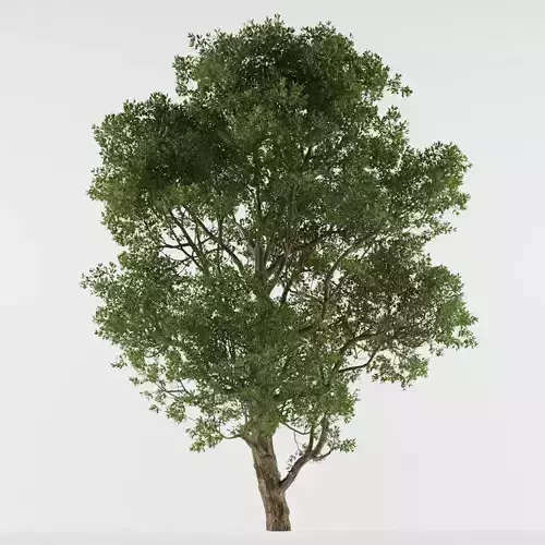 Broadleaf Field Tree 3D model