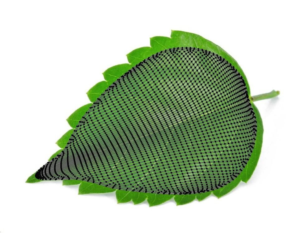 Flower Hibiscus  3D model_8