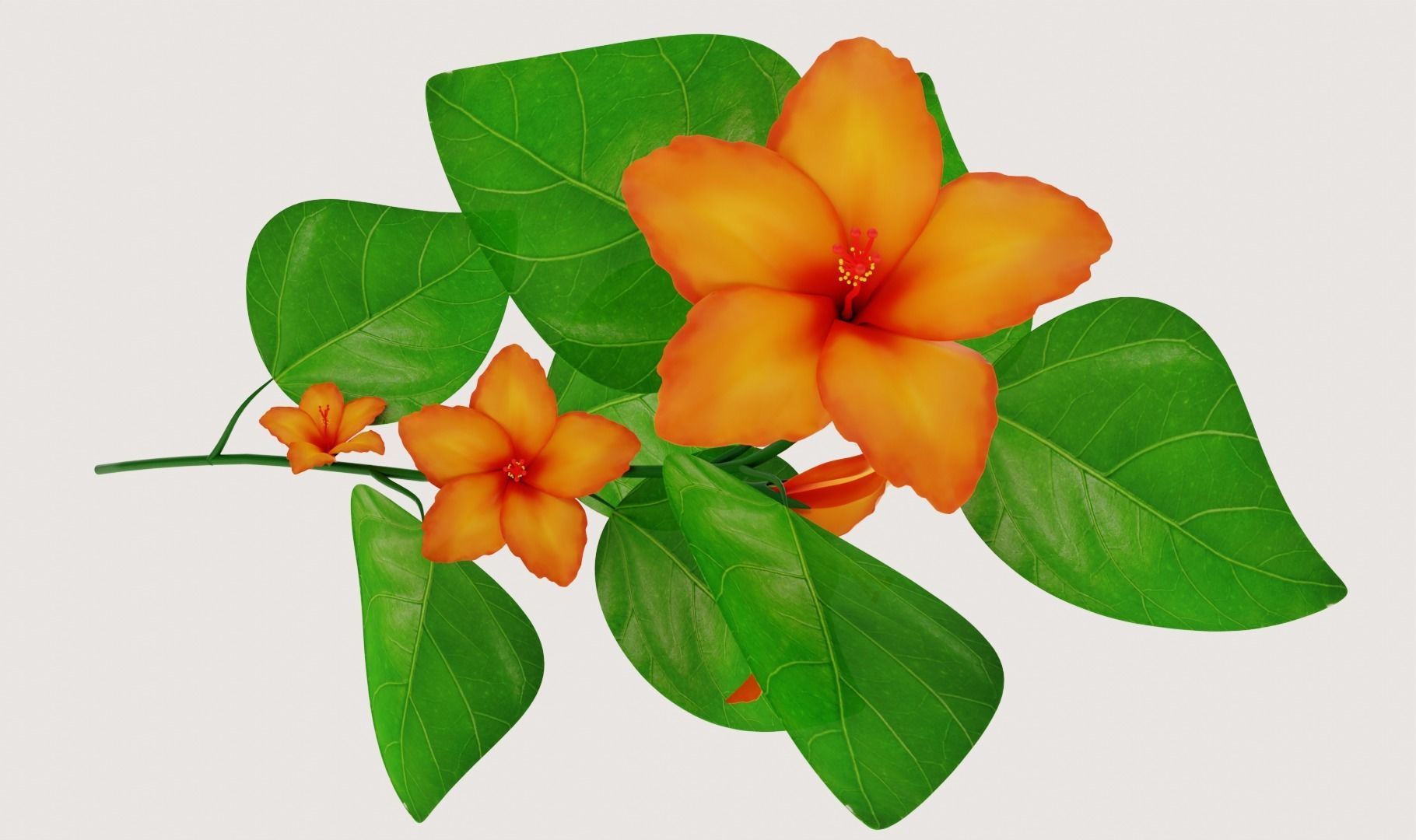 Flower Hibiscus  3D model_1