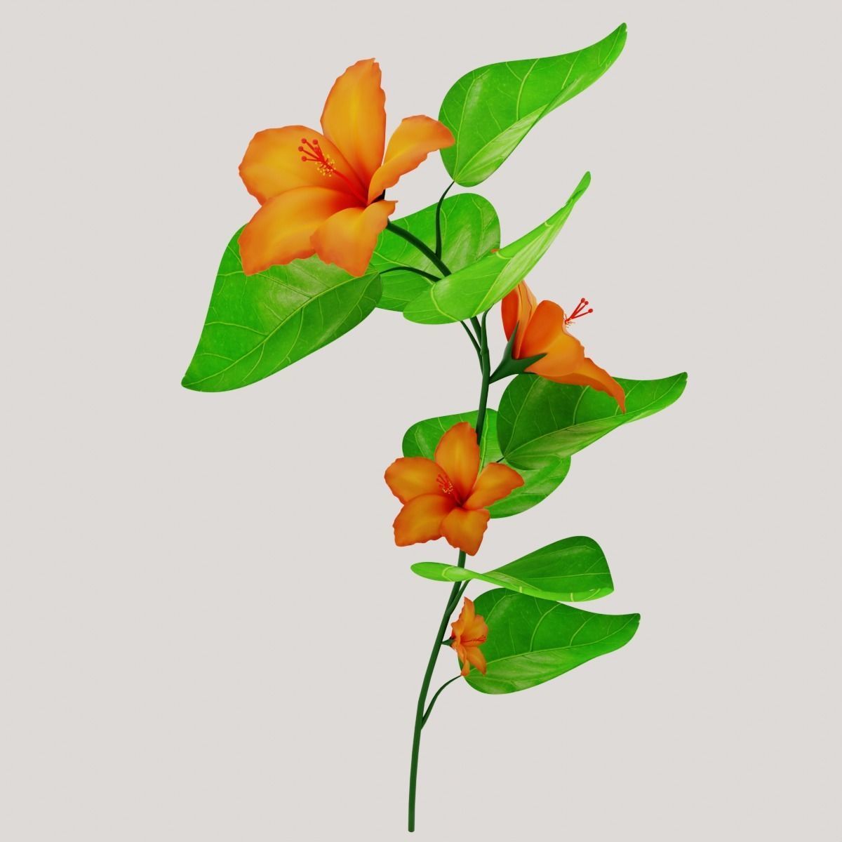 Flower Hibiscus  3D model_2