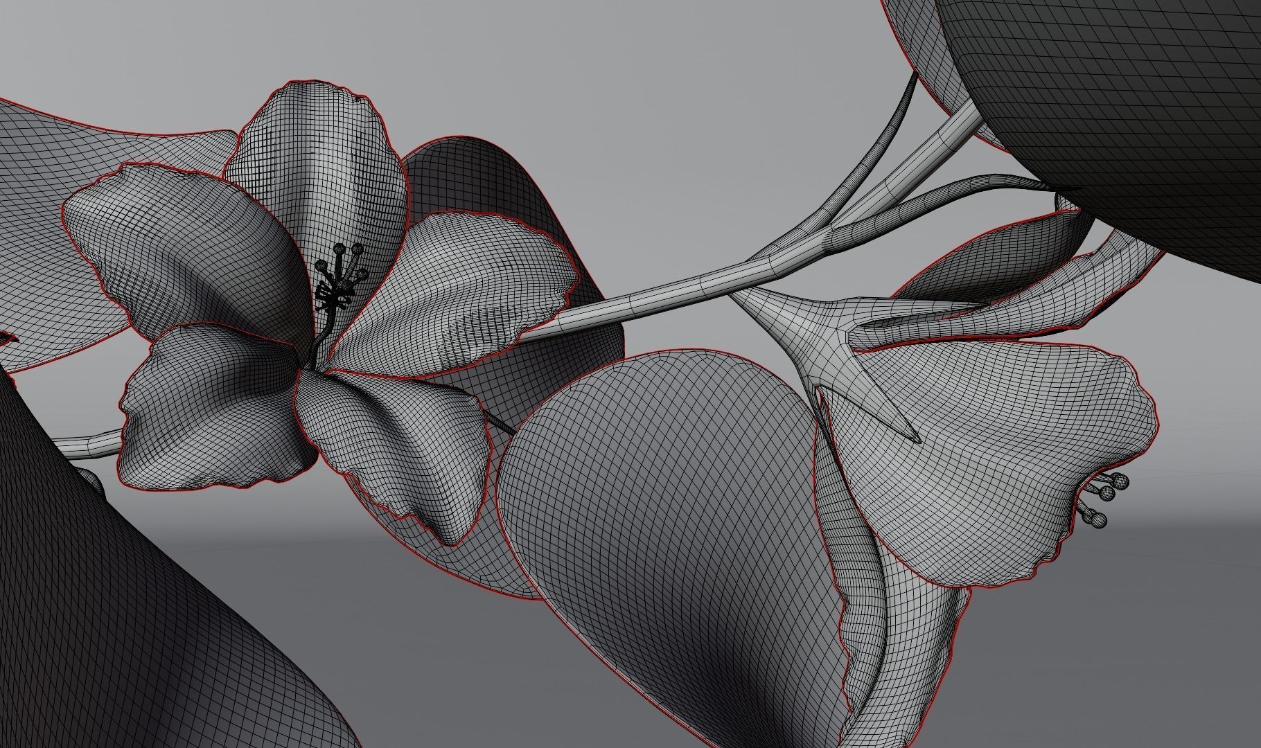 Flower Hibiscus  3D model_4