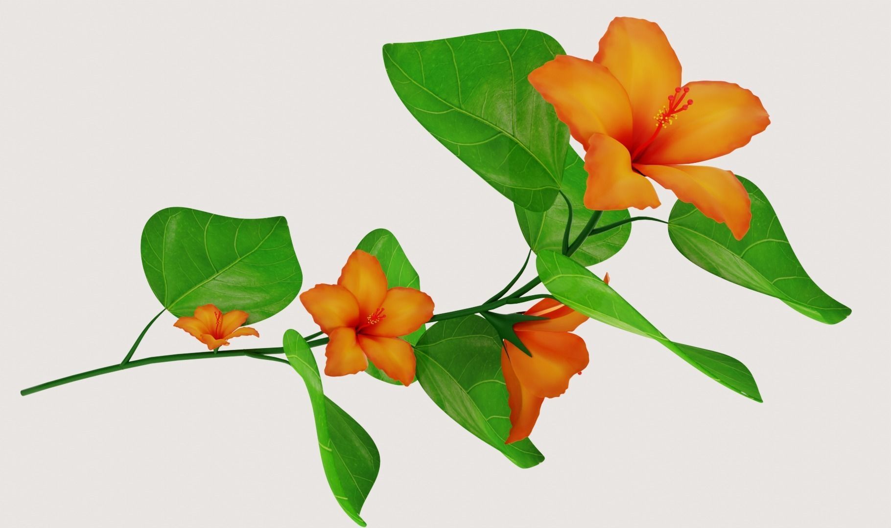 Flower Hibiscus  3D model_10
