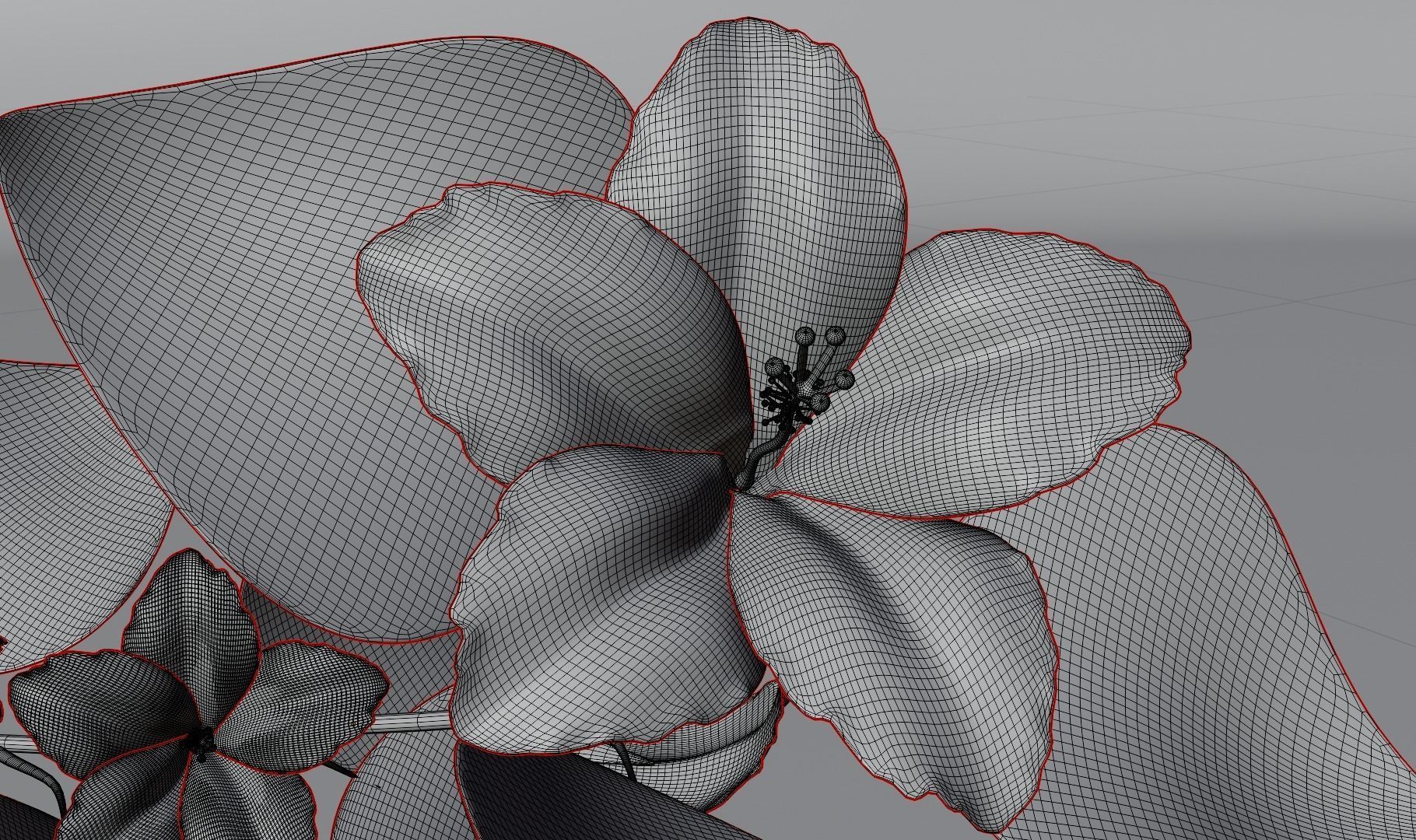 Flower Hibiscus  3D model_5