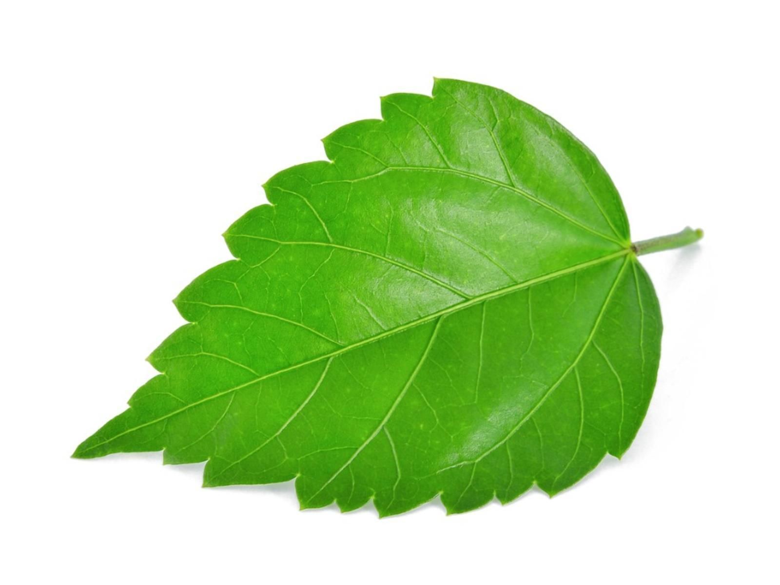 Flower Hibiscus  3D model_11